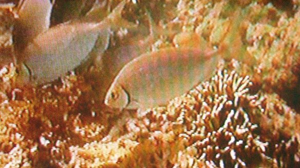 Tropical fish such as rabbitfish help keep seaweed off coral reefs but shift the ecological balance when they move into kelp forests.