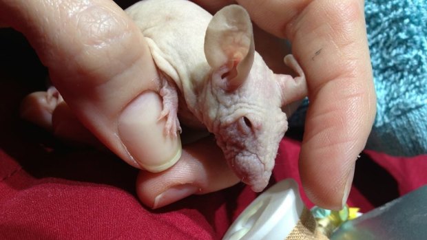 Pinky, a 25 gram hairless mouse, had to have surgery to remove a tumour.