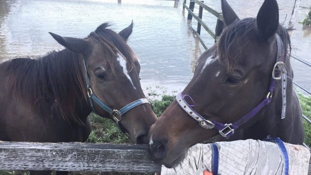 Two bay mares, Dora and Nelly, suffered a few scratches during the flooding event.