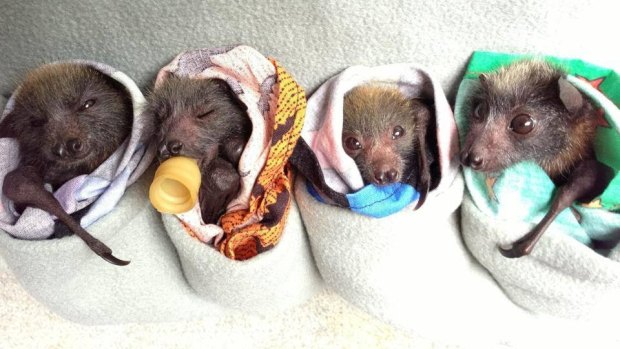 Orphan flying fox pups at the Lane Cove National Park bat cage.