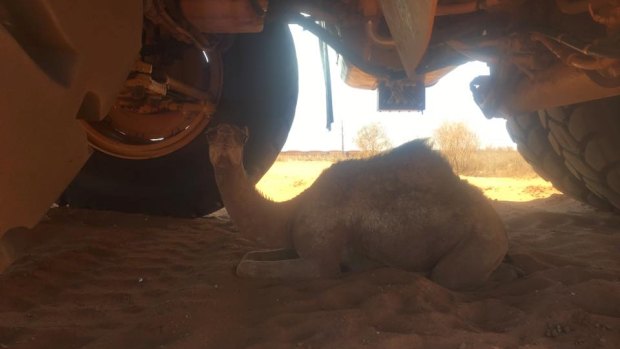 This baby camel escaped the Pilbara heat on Saturday by sheltering under a mining dump truck. 