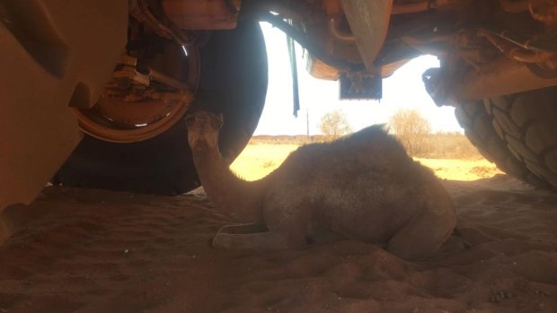This baby camel escaped the Pilbara heat on Saturday by sheltering under a mining dump truck. 