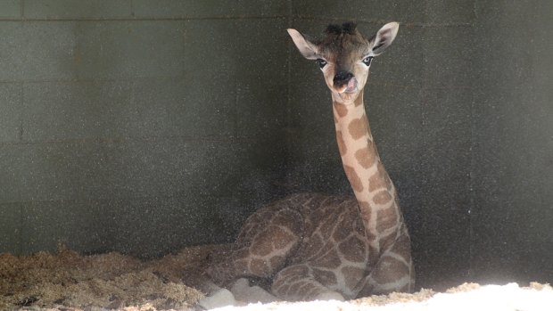 The calf was the fourth born at Australia Zoo in the past two years.