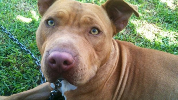Buddy, the pit bull dog who was put on death row after being classified a dangerous, restricted breed. 