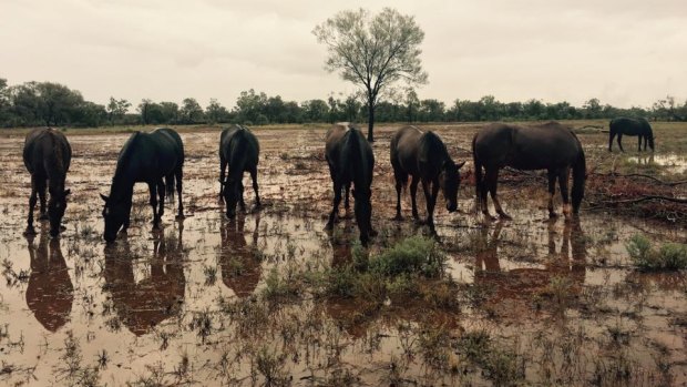 An estimated 35 millimetres of rain fell overnight at Boothulla, west of Charleville.