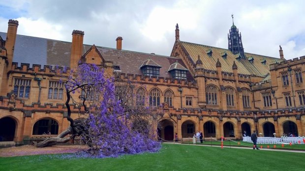 The fallen jacaranda tree at the University of Sydney. 