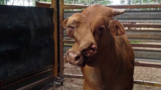 A bull with an extra snout and forehead has been sold in far north Queensland.