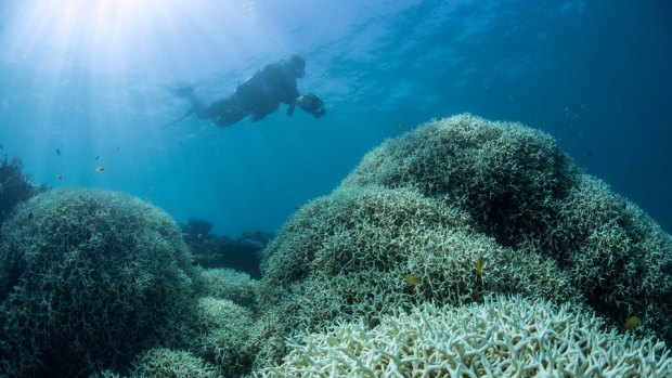 The worst coral bleaching on record has occurred on the Great Barrier Reef.