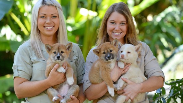 Australia Zoo dingo keepers Erin Berry and Becky-Jo Quinn with their three new charges.