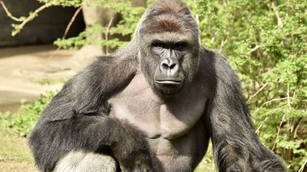 Harambe was shot after a young boy entered his enclosure at Cincinnati Zoo. 