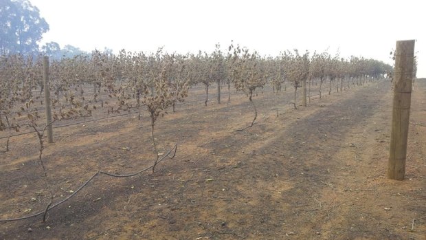 The destruction in the vineyard. 