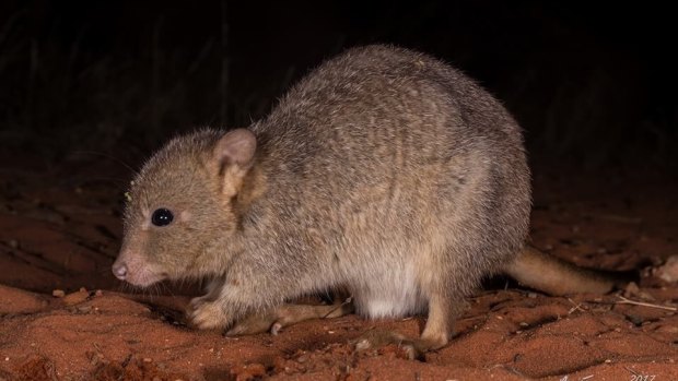 The burrowing bettong had something of a rebrand – previously bettongs were known as a rat kangaroos.