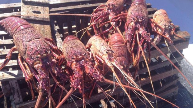 WA looks set for a bumper crayfish season.