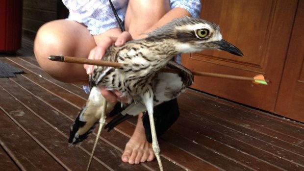 A bush stone-curlew is recovering well after being shot with an arrow.