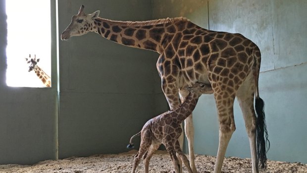 Sally the giraffe tends to her newborn calf at Australia Zoo.