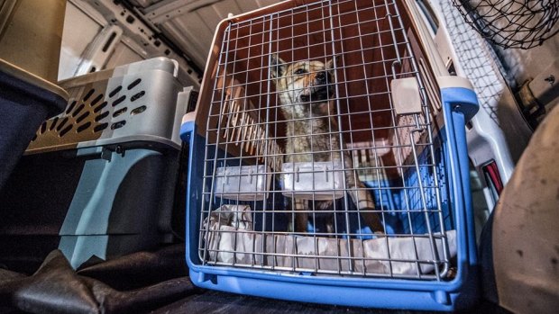 Rescued dogs from South Korea arrive at  the Humane Animal Welfare Society in Wisconsin.