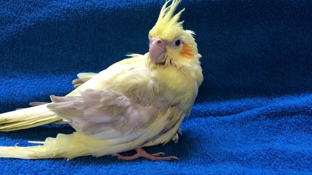 The RSPCA has received hundreds of domestic birds in the past six months.