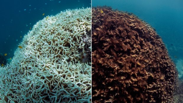 Images taken around Lizard Island on the Great Barrier Reef in May show the aftermath of the bleaching event.