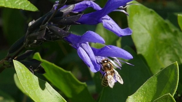The impact of insecticides on honey bees is one of the concerns driving Sustainable Gardening Australia's proposed app.
