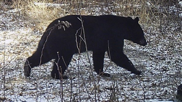The scout leader was cornered and attacked by a black bear in New Jersey. 