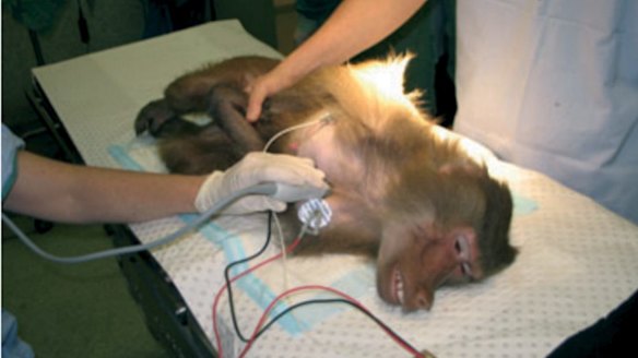 Thousands sign petition urging an end importing of primates for medical ...