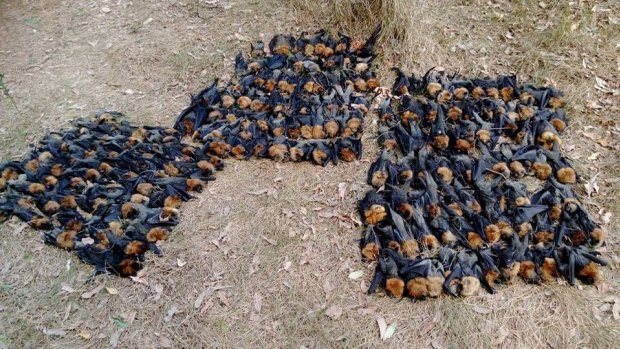 Bats from the Campbelltown colony died in Sunday's extreme heat. 