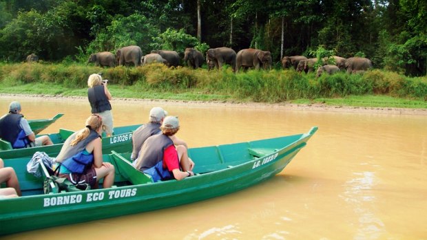 Travellers spot pygmy elephants by a river in Sabah, Malaysia.