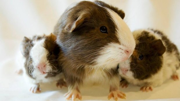 Some of the many guinea pigs who head to BBEVS for their regular dentist appointments.