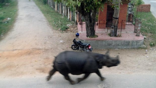 A rhino wandered off a wildlife reserve and rampaged through a town in central Nepal on Monday.