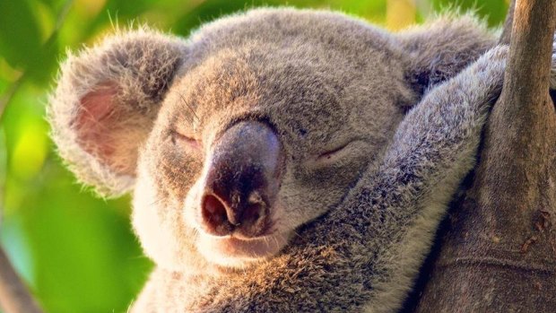 Koalas may be threatened by proposed changes to land clearing.