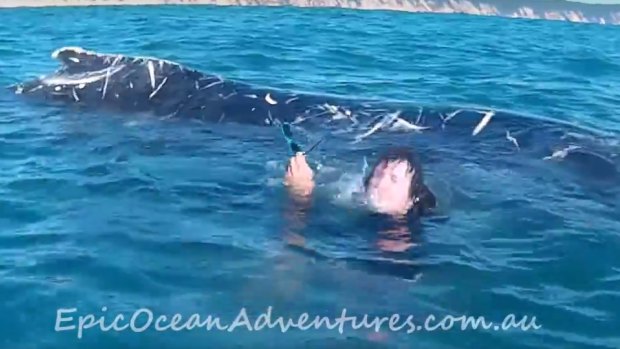 Tyron van Santen said he felt "very small" in the water with the whale.