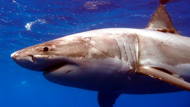 Catch and kill orders could cause tension with research teams who tag sharks to monitor them