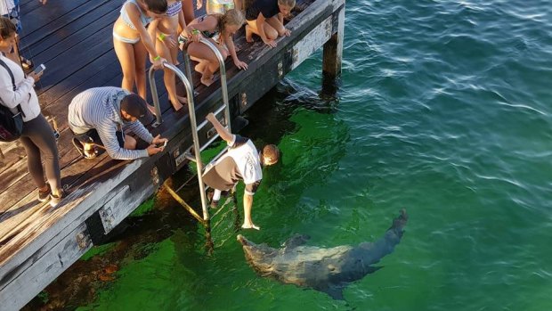 A dolphin delights visitors to the Busselton Jetty.
