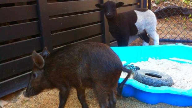 Morris the pig, who was injured and Barney the sheep, who was killed.