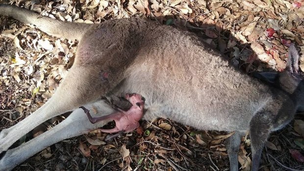 The Dunsborough mother found the joey in the kangaroo's pouch on the side of the road. 