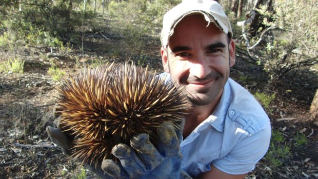 University of the Sunshine Coast researcher Dr Christofer Clemente and echidnas tracked in the study