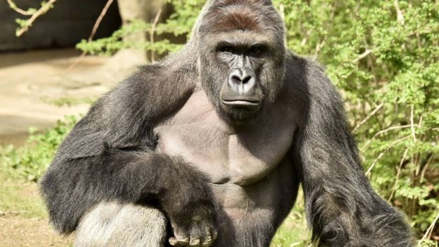 Harambe was shot after a young boy entered his enclosure at Cincinnati Zoo. 