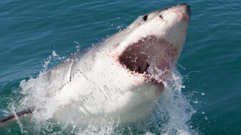 Taronga Zoo, Maquarie Uni study Sydney Harbour sharks to show friendly side