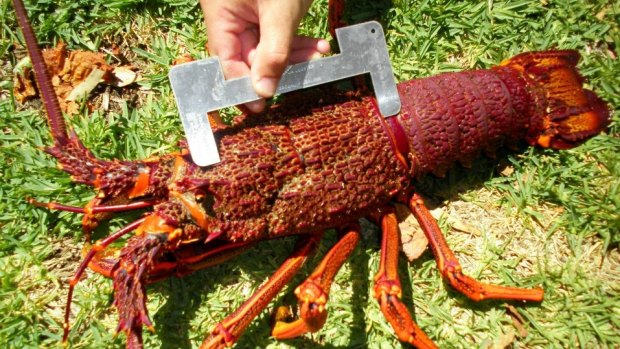 For coastal areas south of Exmouth the rock lobster season opens today.
