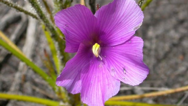 The rainbow plant is part of a group called 'fire ephemerals' because seeds need fire to germinate. It survives by catching and digesting insects. 