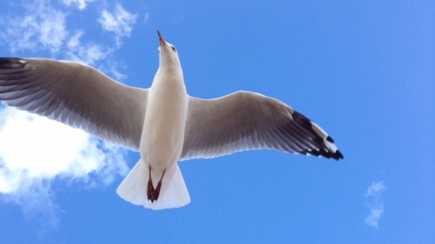 A gull seeks out its next meal.