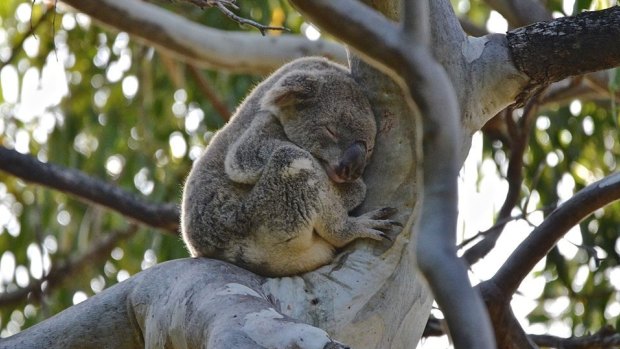 Koala sightings is the only way to determine numbers in Noosa National Park.