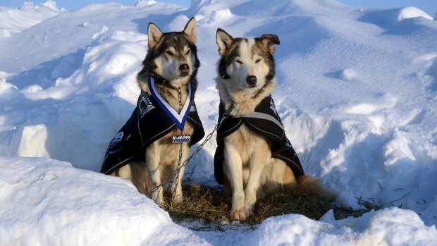 Marcus Fillinger's huskies after the North Pole Marathon. Bernensen, wearing a finishing medal, with Baldvin, who developed kennel cough.