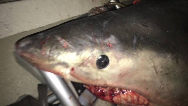 The great white shark knocked fisherman Terry Selwood off his feet.
