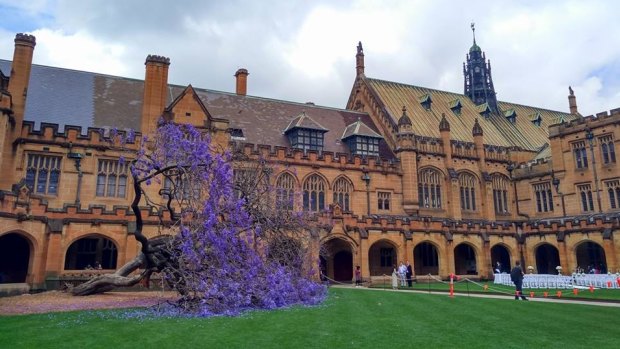 The jacaranda tree at Sydney University collapsed nine months ago.