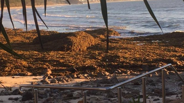The seaweed has a "lovely, organic smell" Gold Coast lifeguard boss Warren Young said.