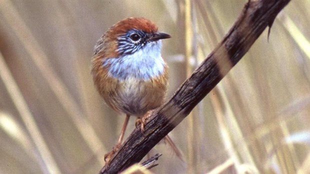 The Mallee Emu Wren.