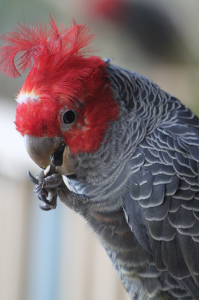 Byles Creek Valley is home to the last breeding population of the rare gang-gang cockatoo in metropolitan Sydney.