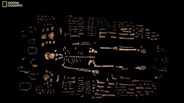 A composite skeleton of H. naledi is surrounded by some of the hundreds of other fossil elements recovered from the cave.