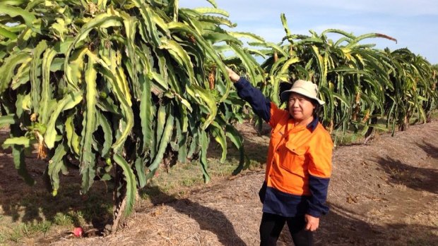 Bruce Wallace said prolonged hot weather is damaging their dragon fruit plants.